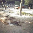 cheval mort gisant dans un parc